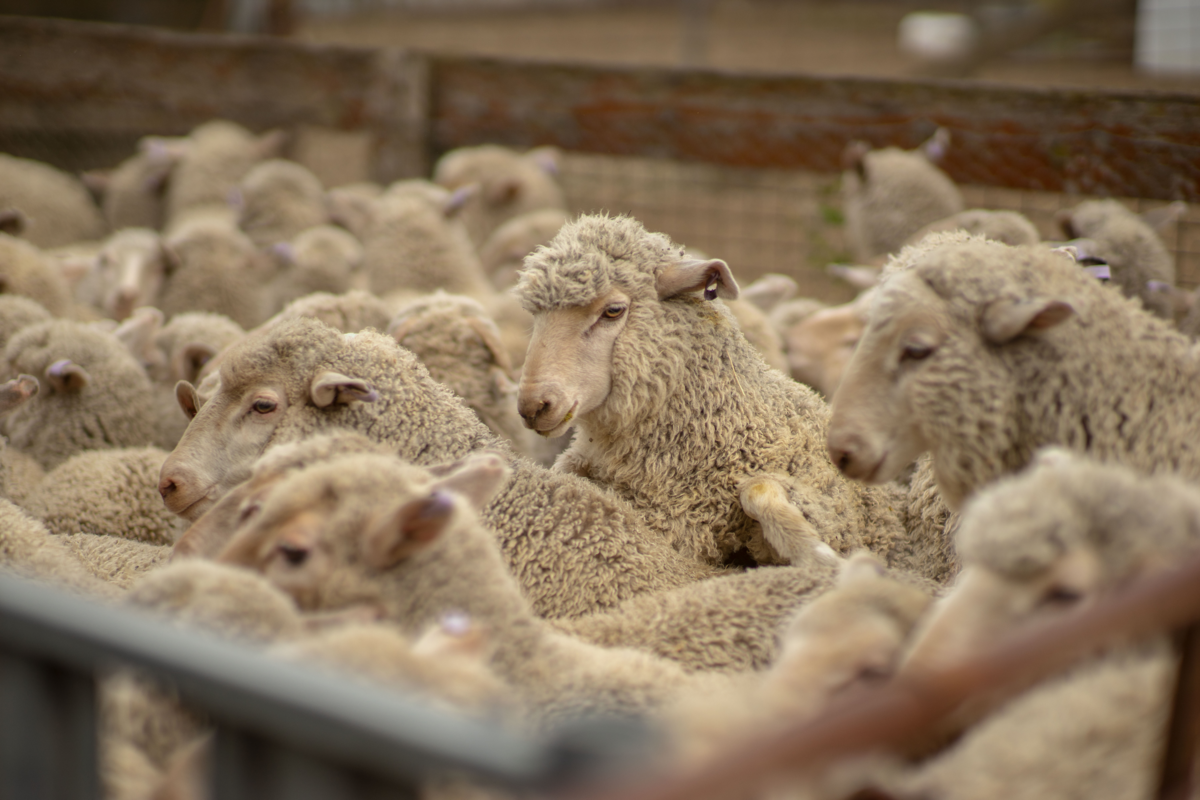 lamb
